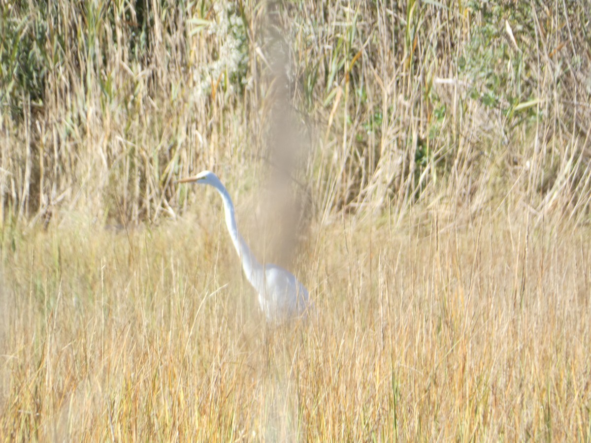 Great Egret - ML644776992