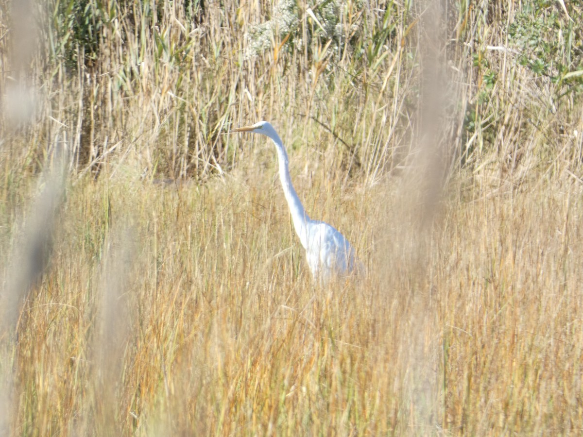 Great Egret - ML644776993