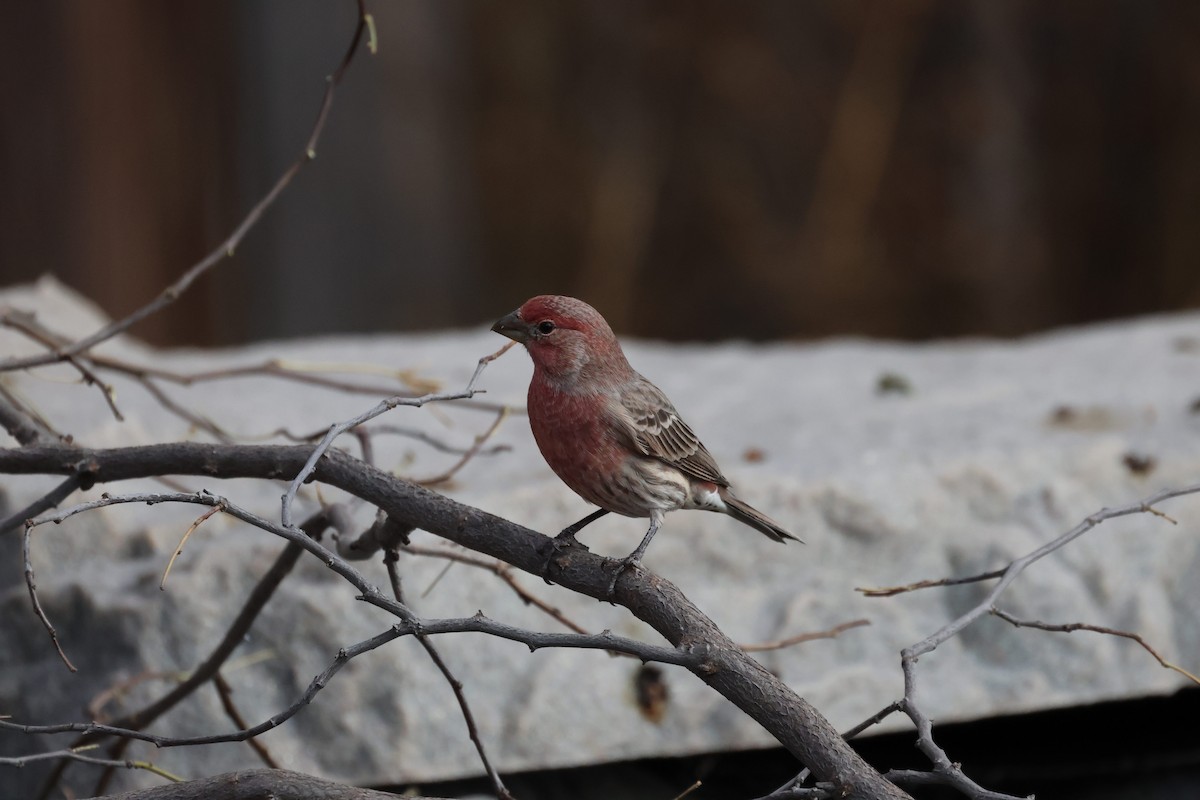 メキシコマシコ - ML644777007