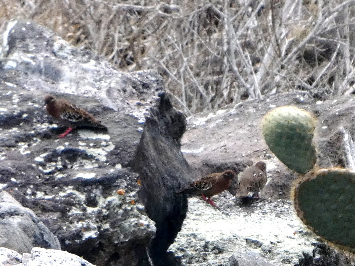 Galapagos Dove - ML644777010