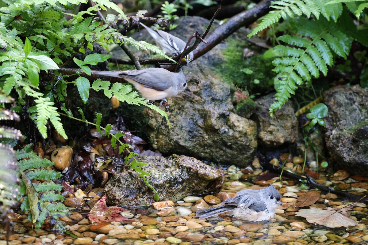 キノドアメリカムシクイ - ML644777015