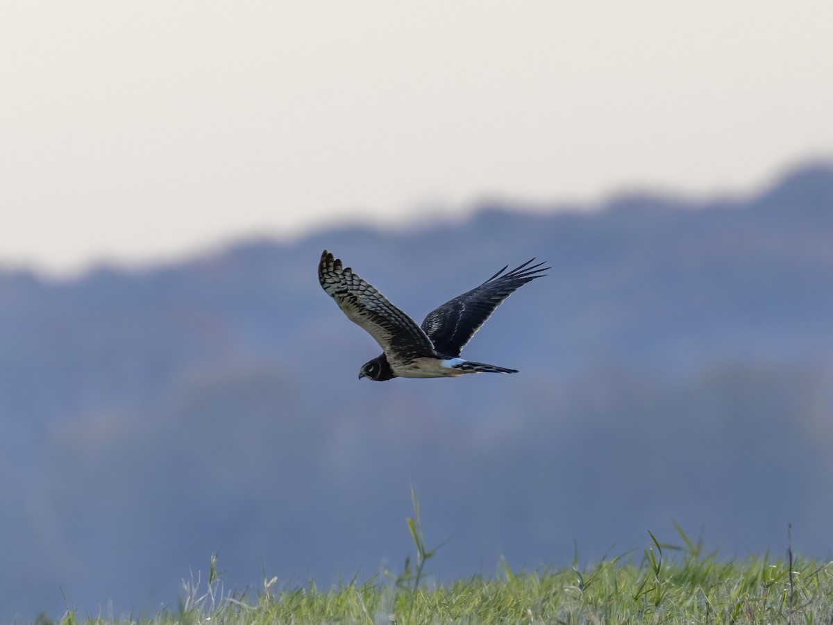 Busard des marais - ML644777024