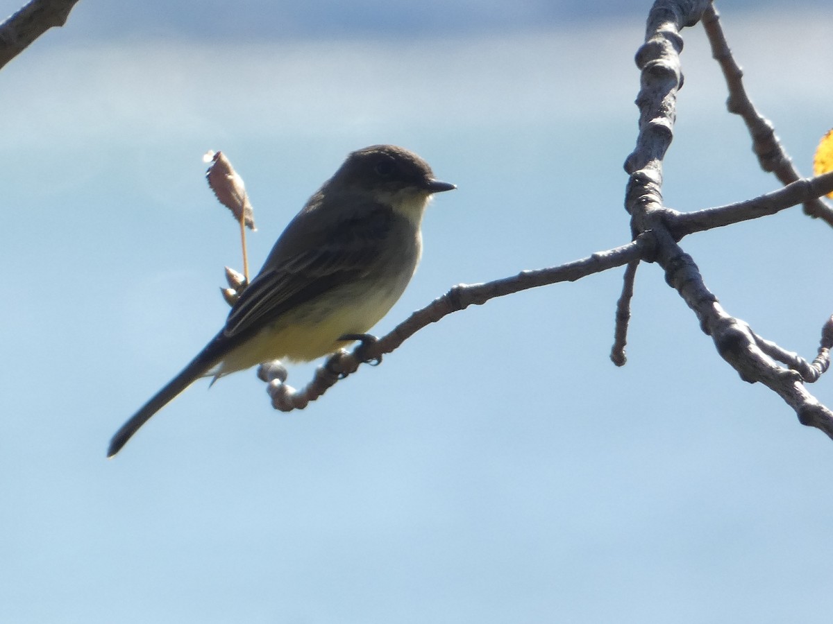 Eastern Phoebe - ML644777025