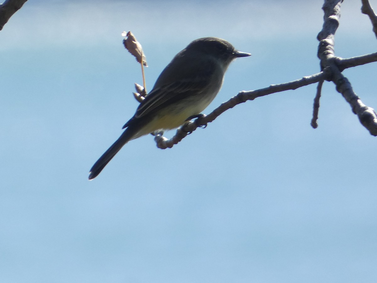 Eastern Phoebe - ML644777026