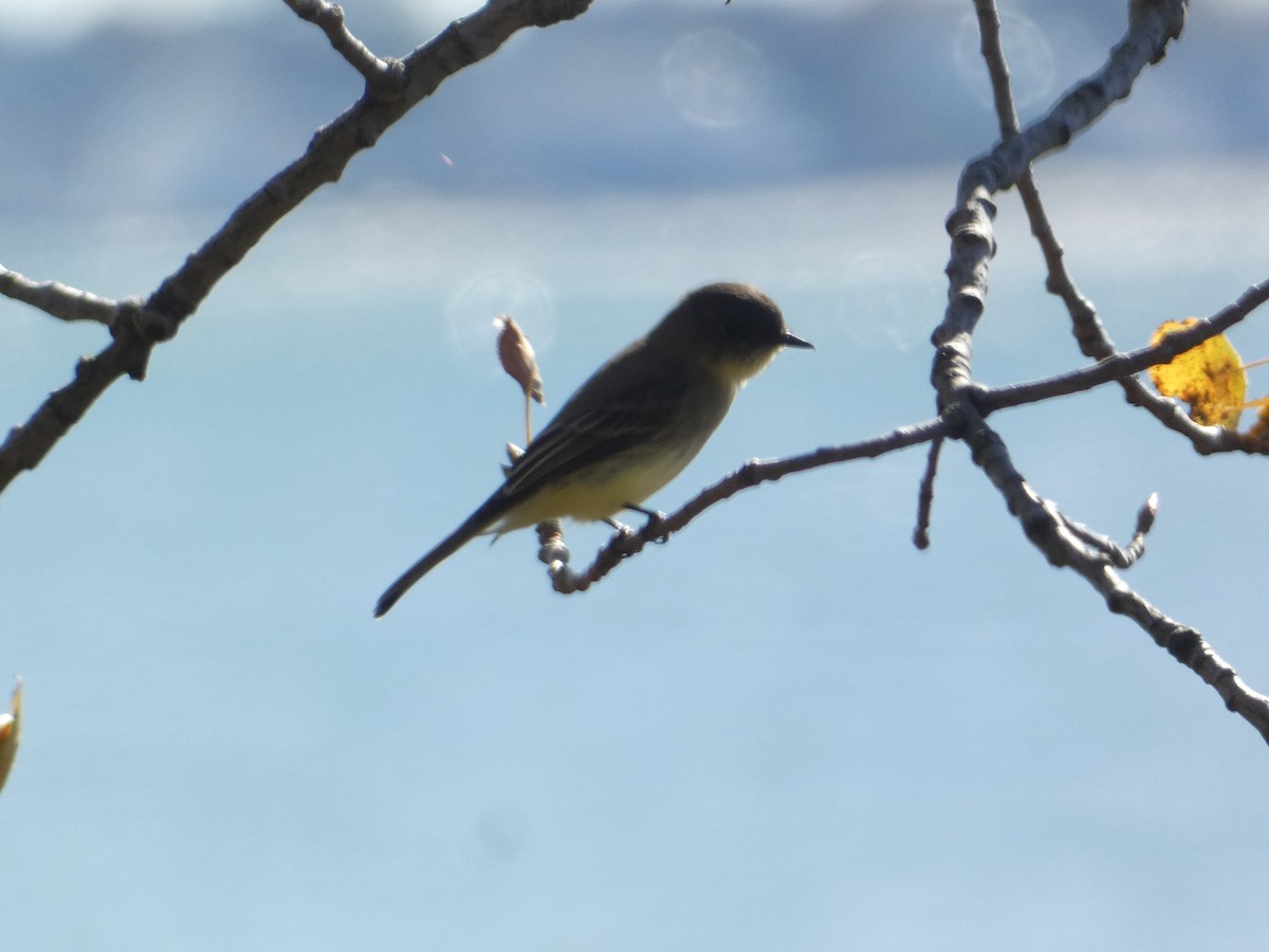 Eastern Phoebe - ML644777027