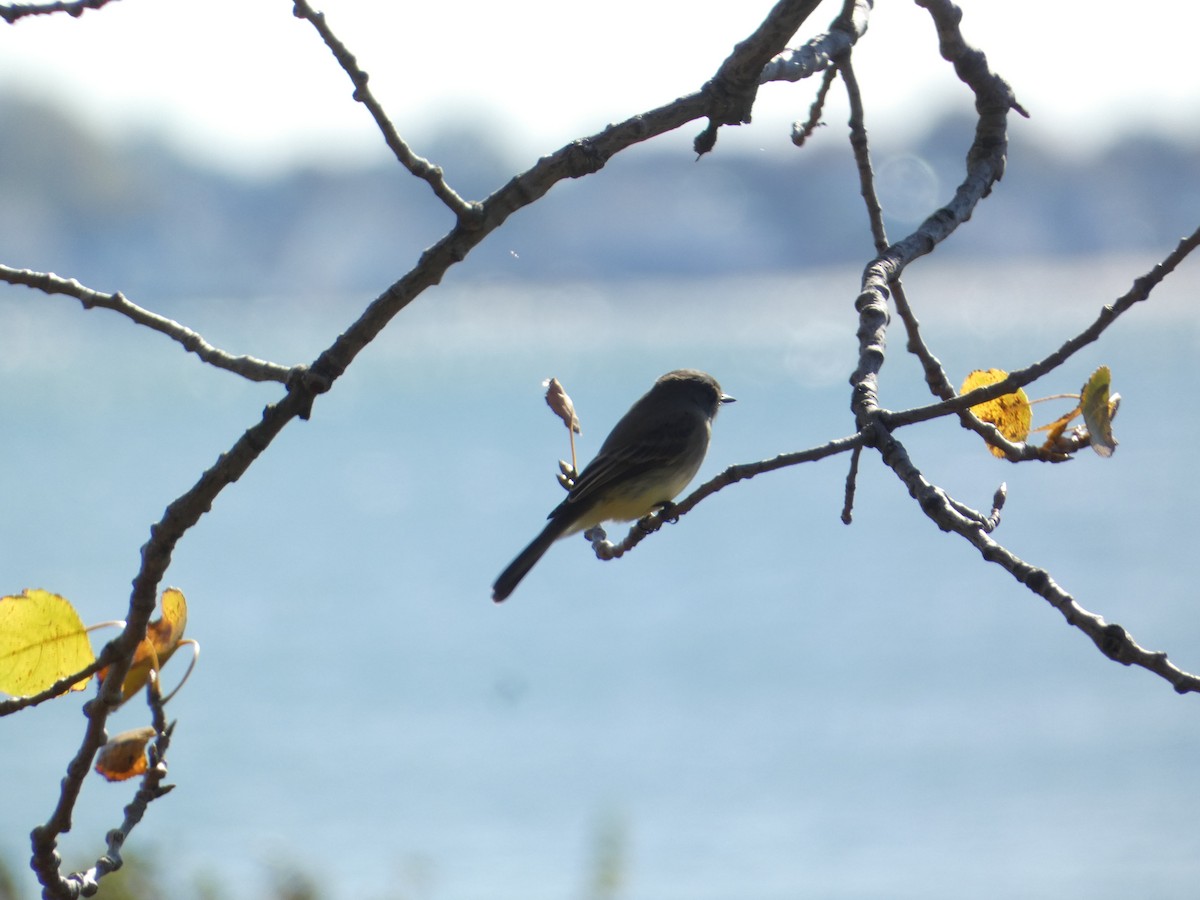 Eastern Phoebe - ML644777029
