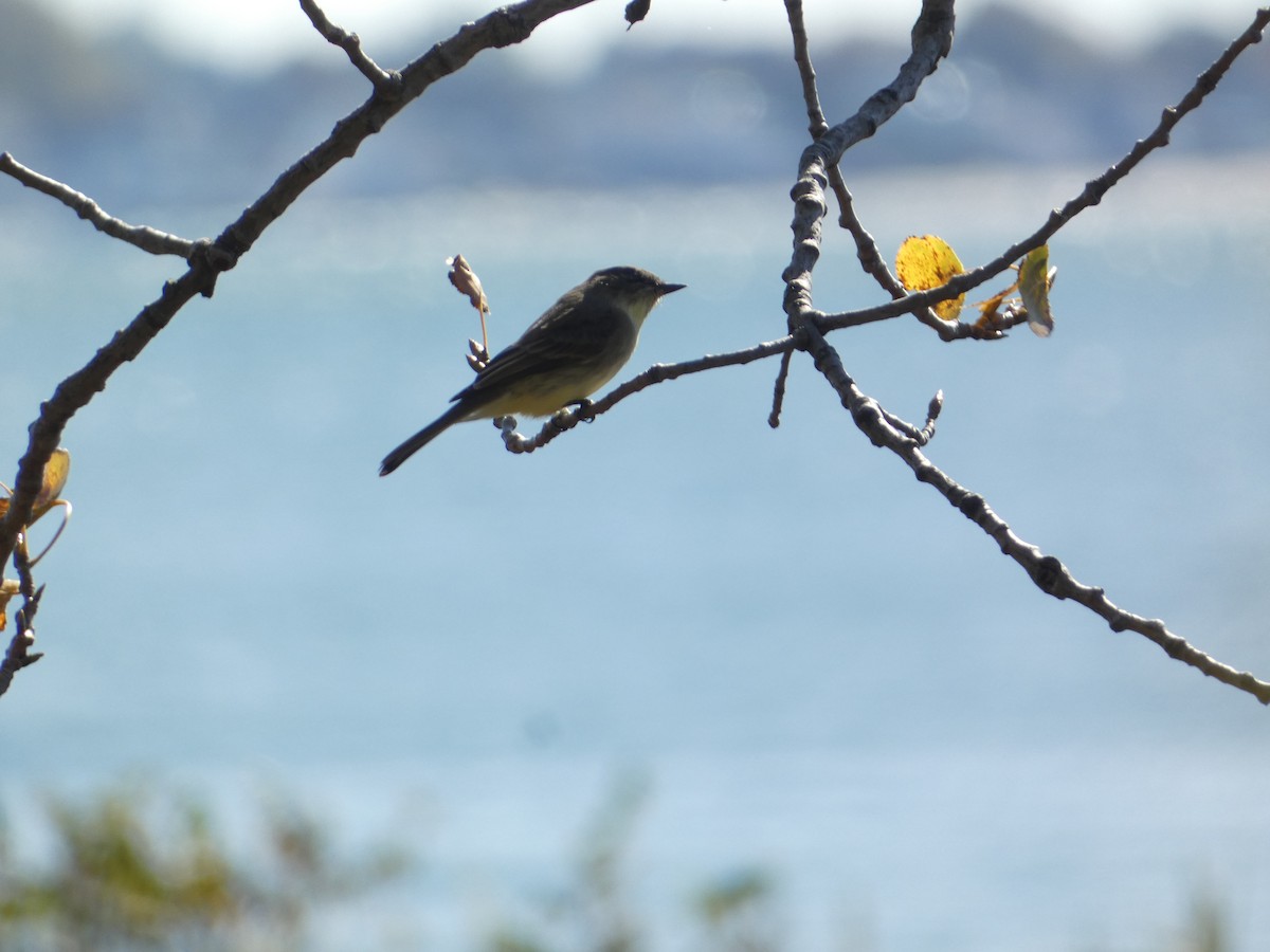 Eastern Phoebe - ML644777030