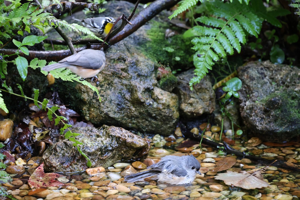 キノドアメリカムシクイ - ML644777033