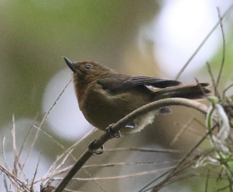 Ak Şeritli Çiçekdelen - ML644777035