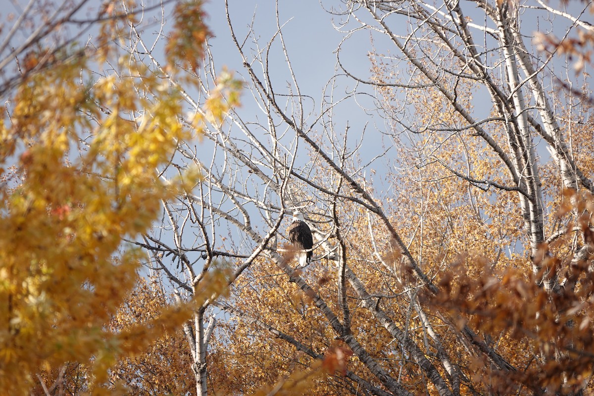 Bald Eagle - ML644777036