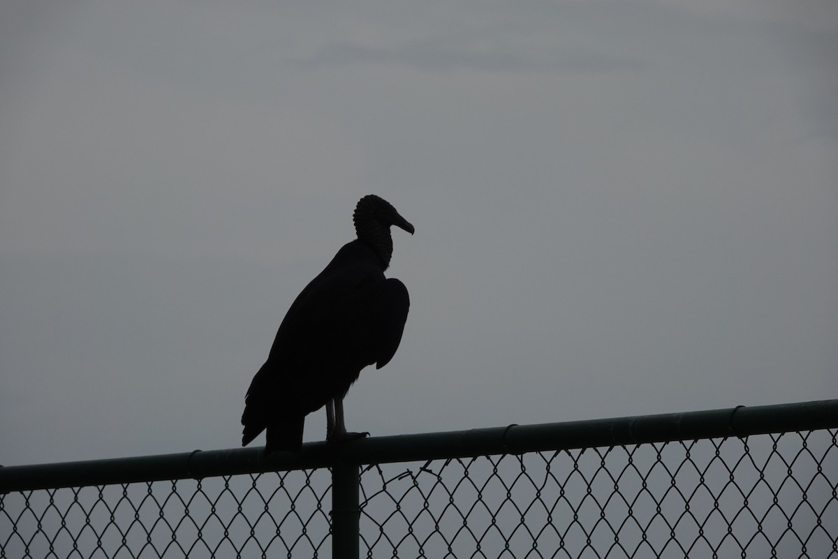 Катарта чорна - ML644777039