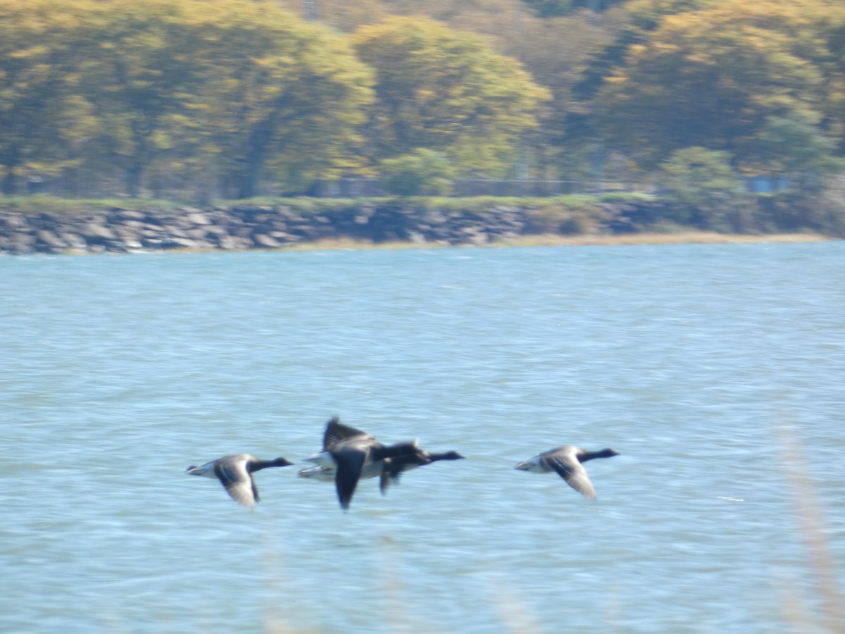 Brant - ML644777042