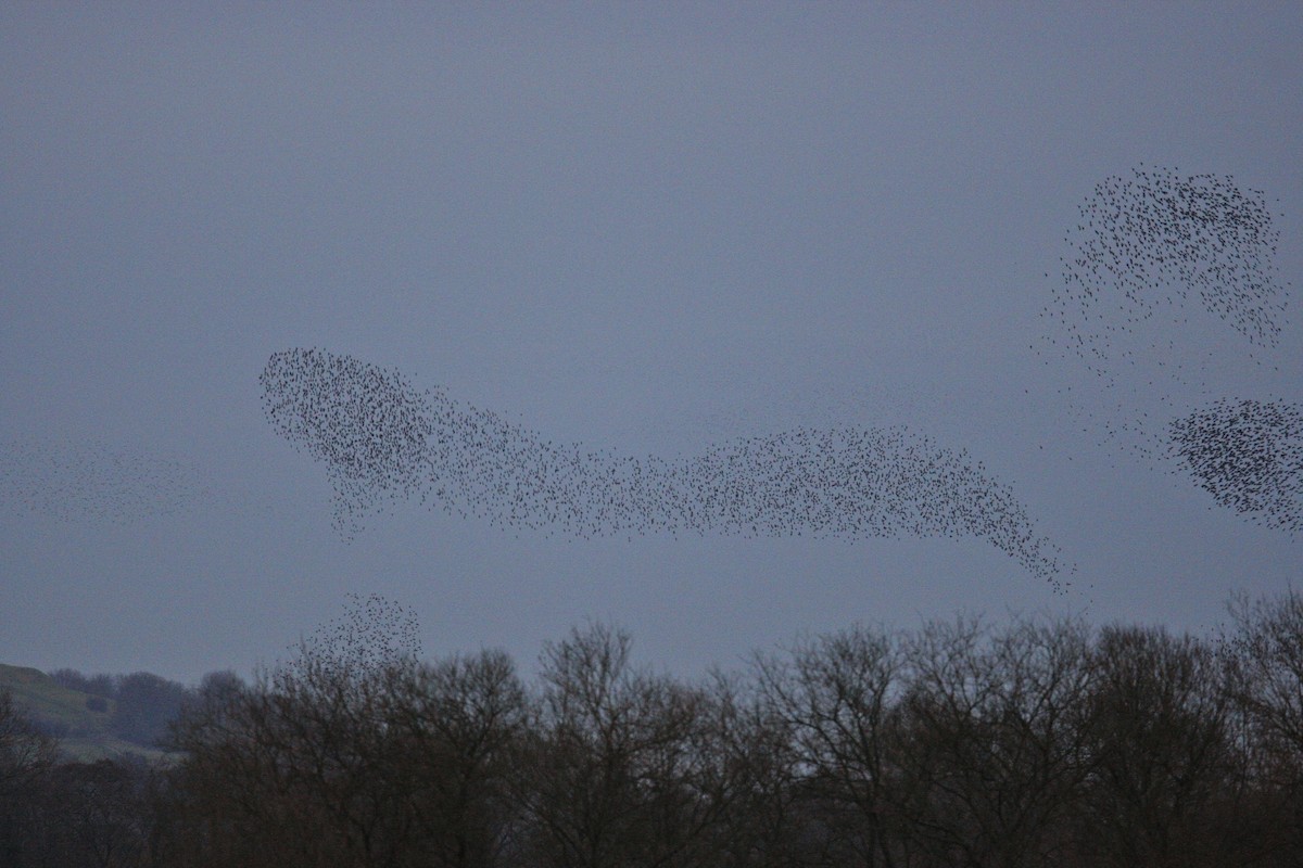 ホシムクドリ - ML644777048