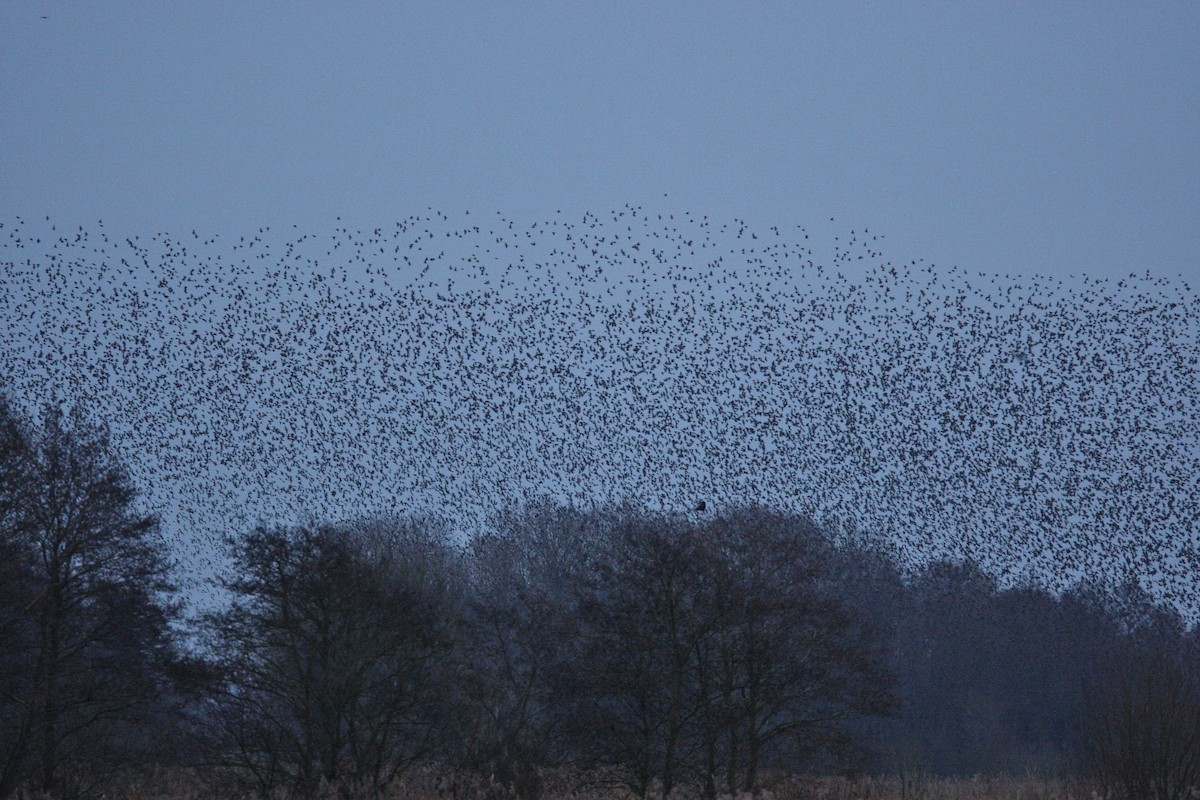 ホシムクドリ - ML644777049