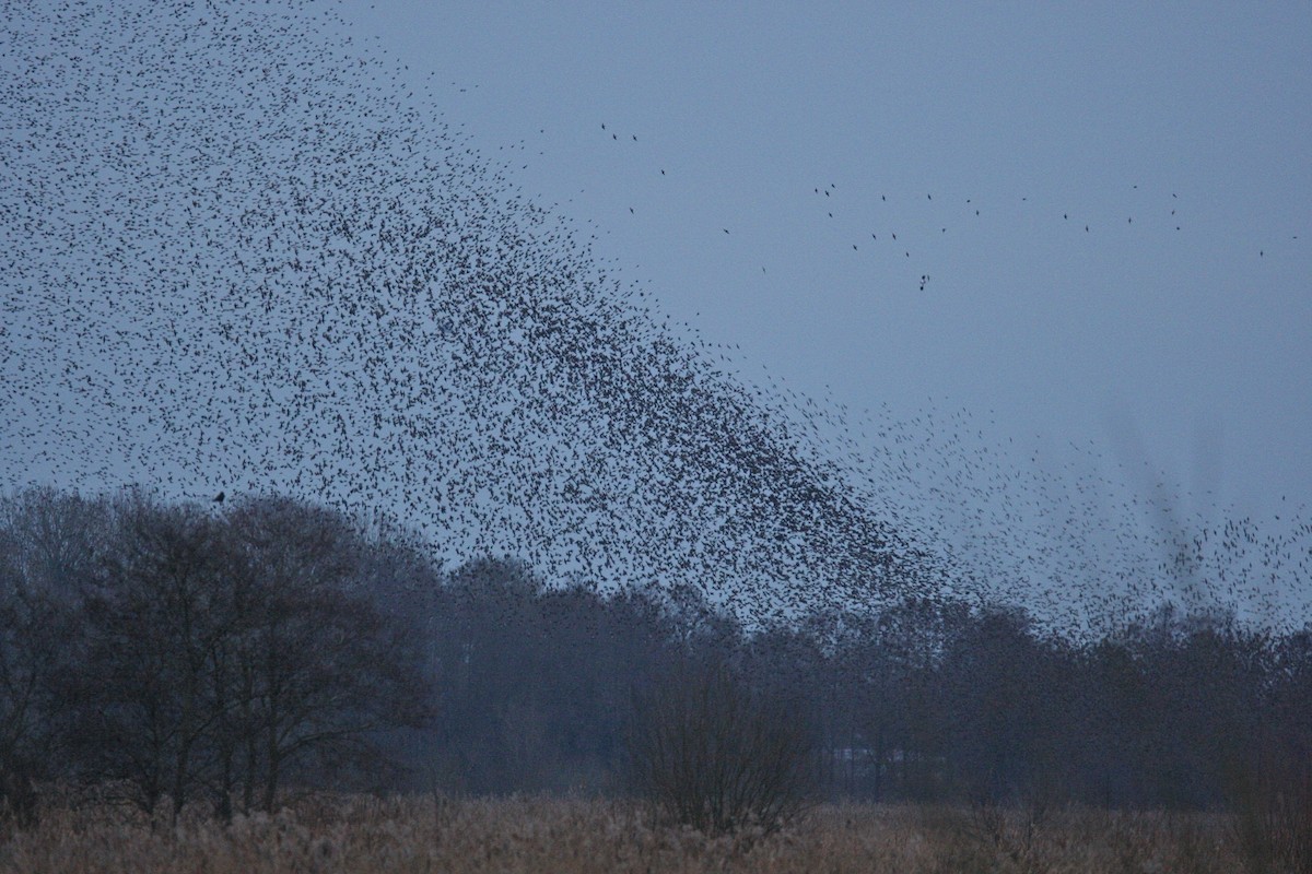 ホシムクドリ - ML644777050