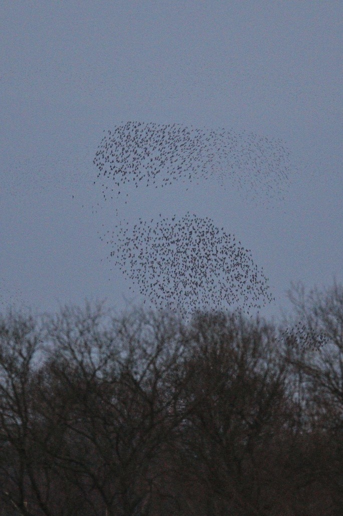 Storno - ML644777051