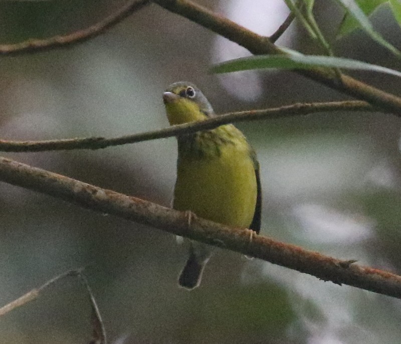 Paruline du Canada - ML644777059