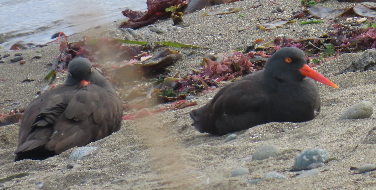 クロミヤコドリ - ML644777064