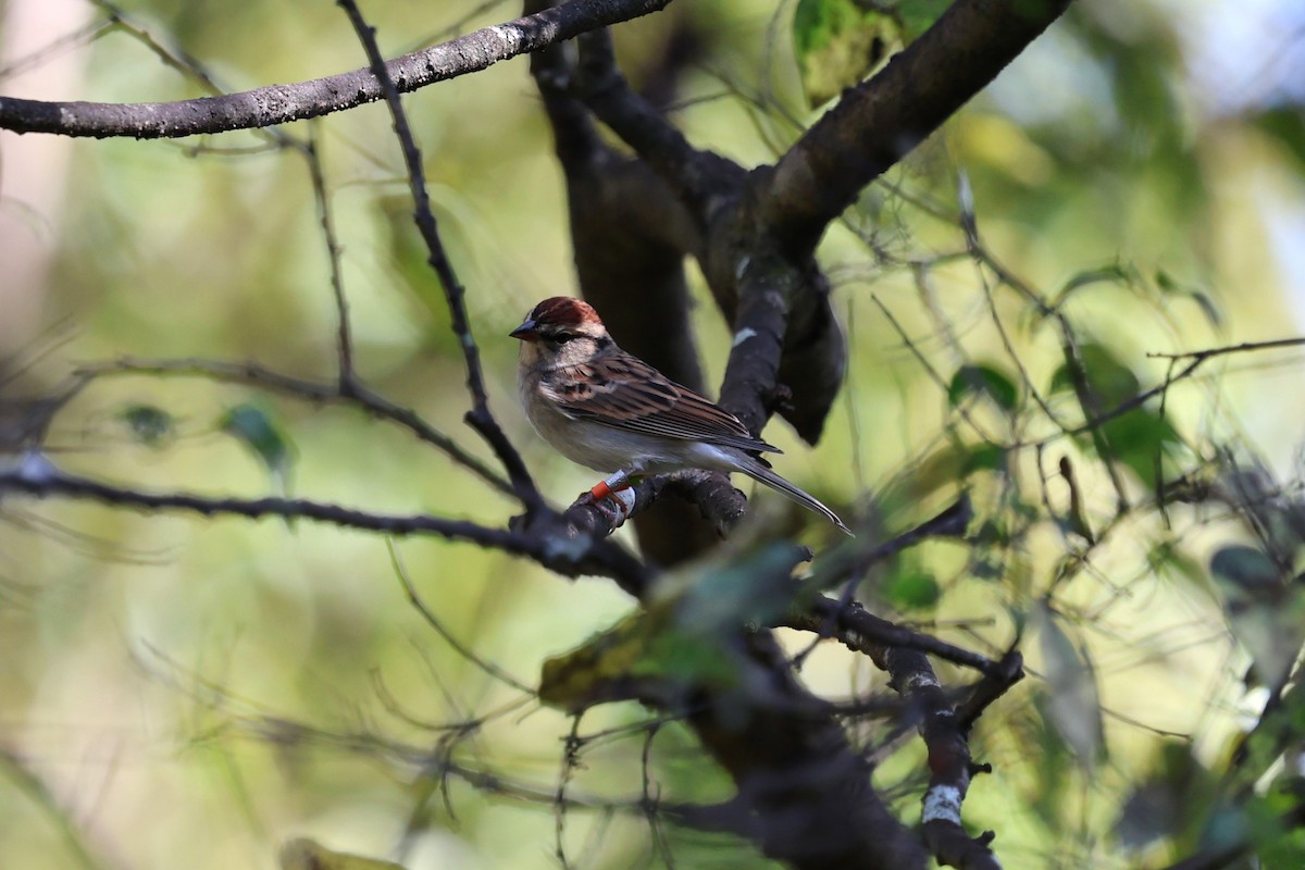 チャガシラヒメドリ - ML644777065