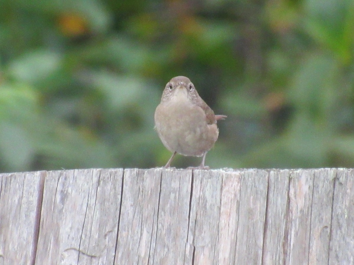 Northern House Wren - ML644777066