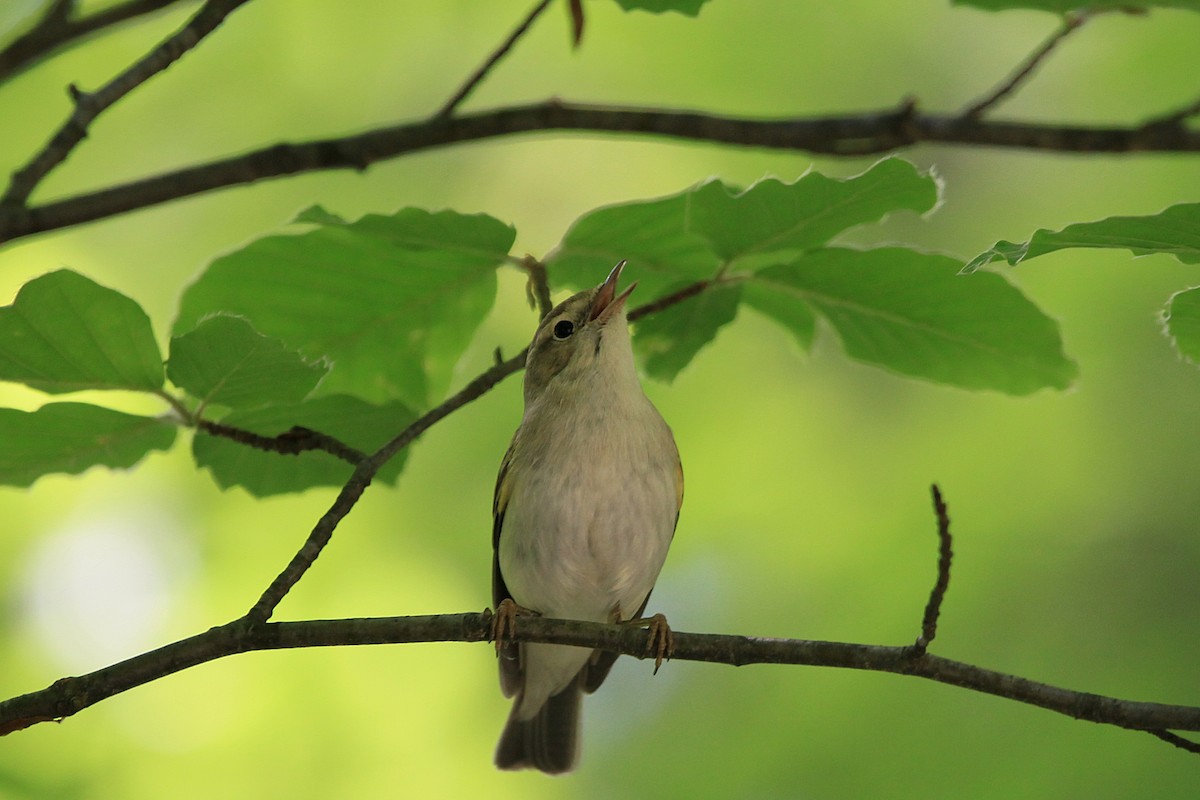 ボネリームシクイ - ML644777067