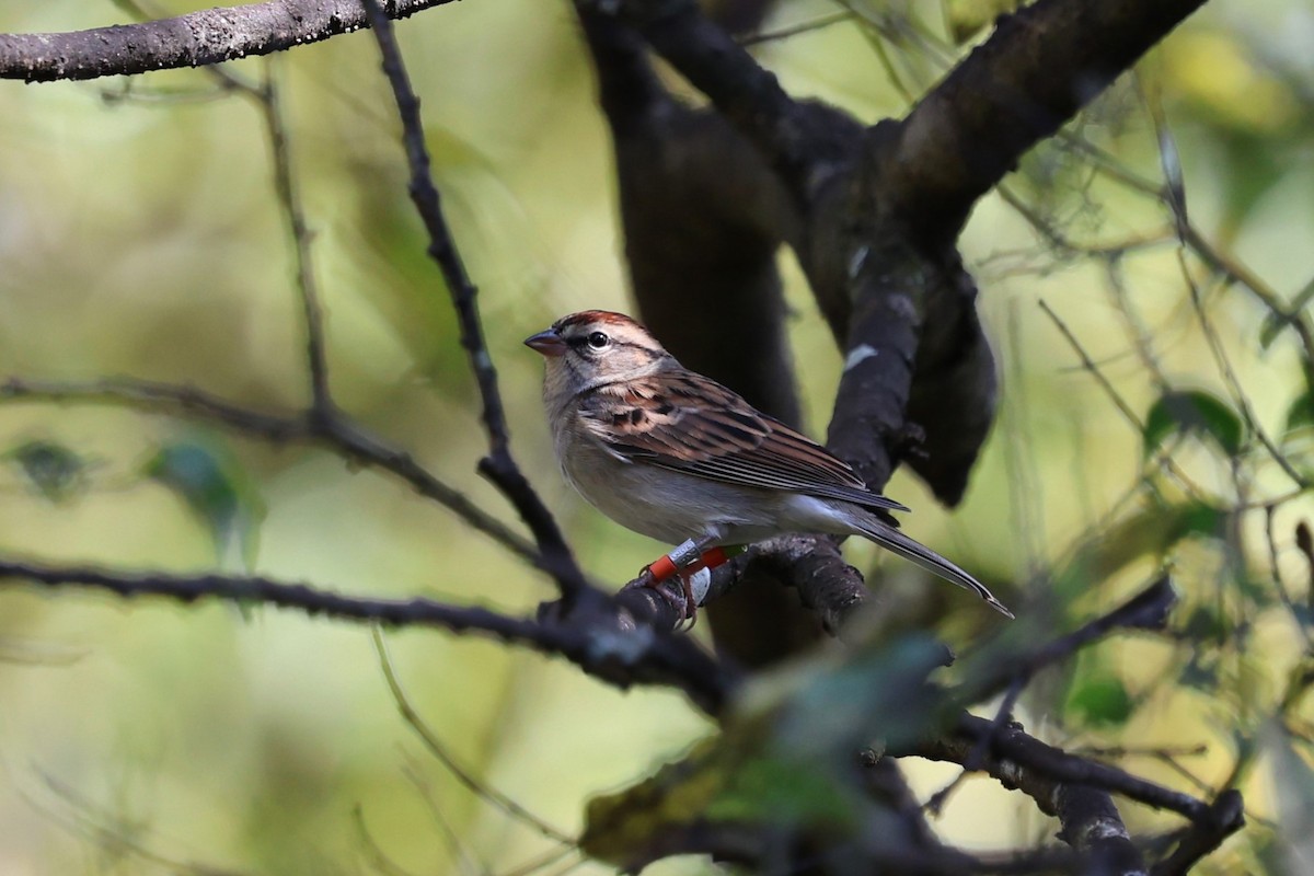 チャガシラヒメドリ - ML644777070