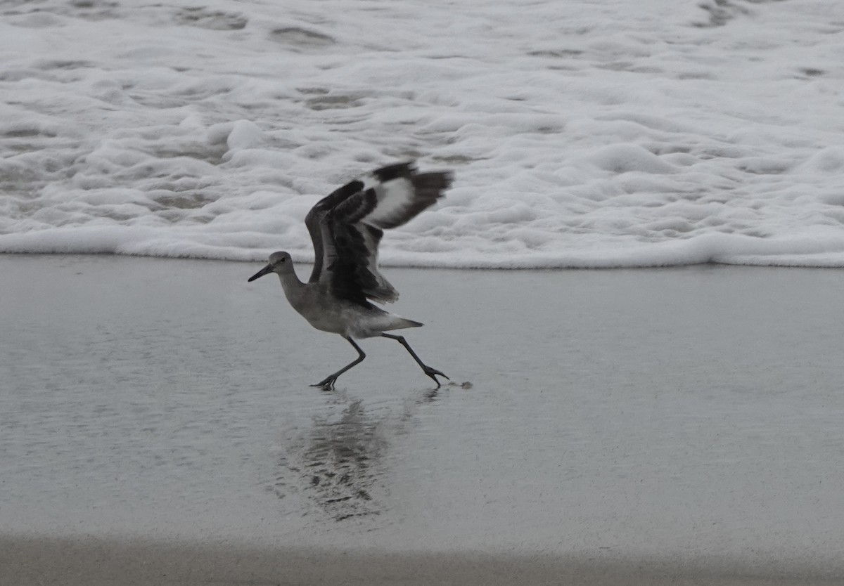 ハジロオオシギ - ML644777071