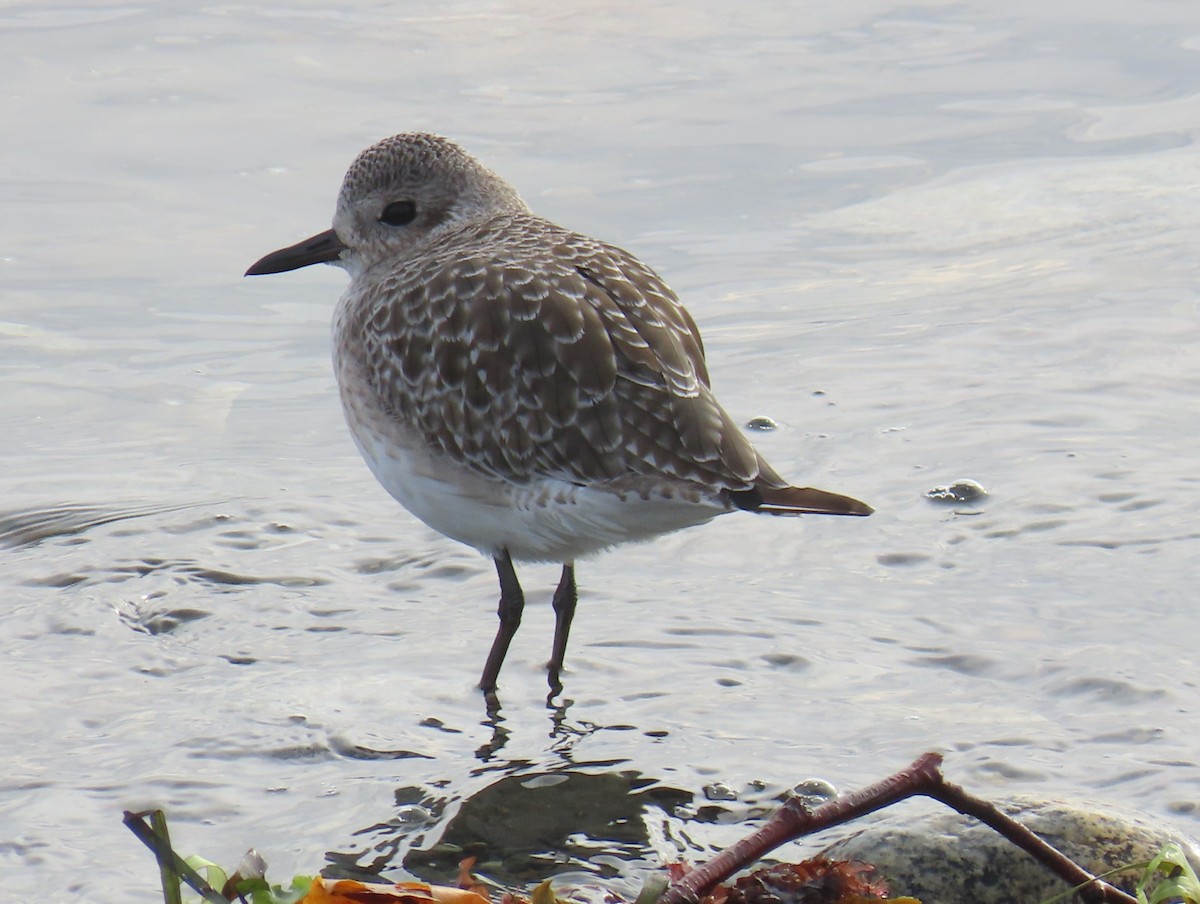 ダイゼン - ML644777072