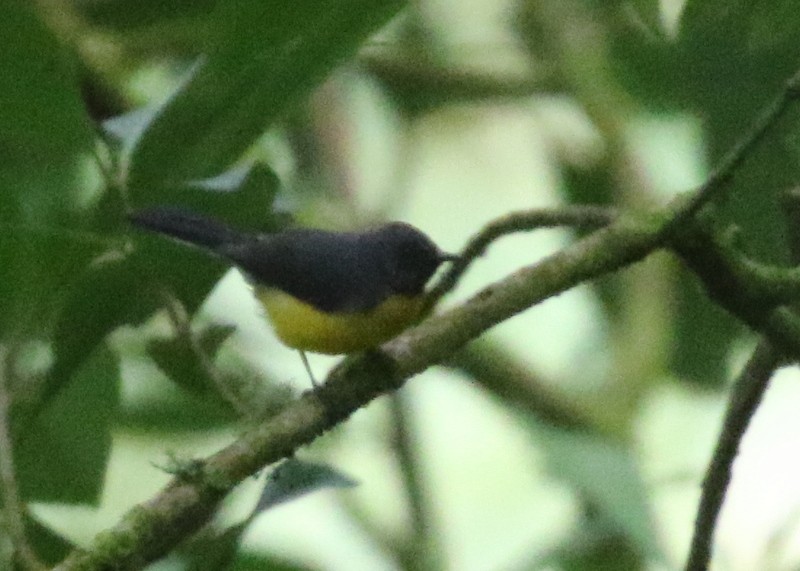 ベニイタダキアメリカムシクイ - ML644777074