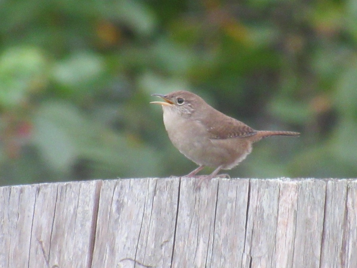 Northern House Wren - ML644777075