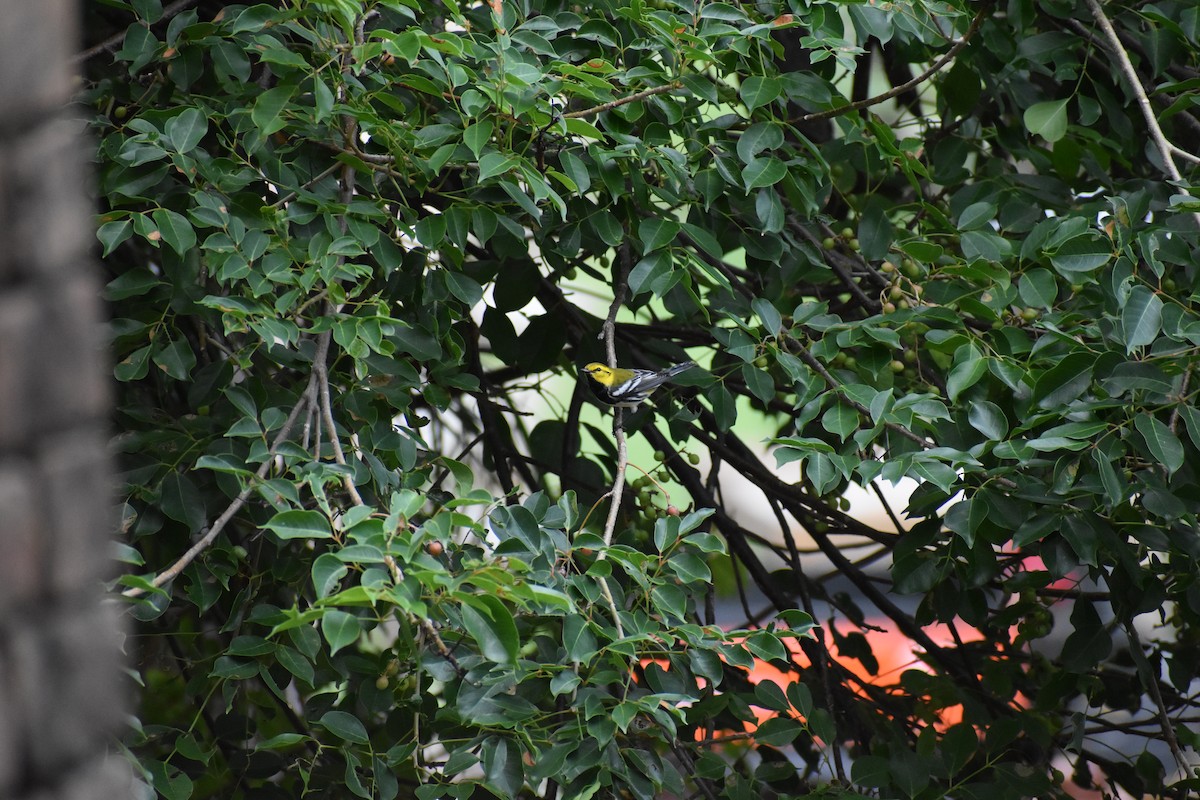 ノドグロミドリアメリカムシクイ - ML644777076