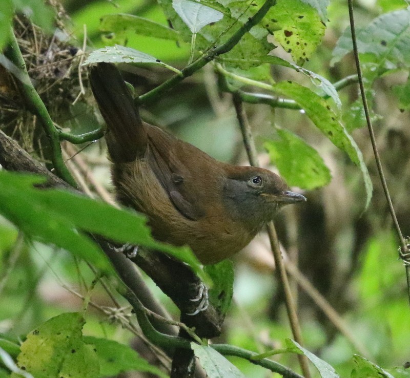 ムジアリモズ - ML644777079