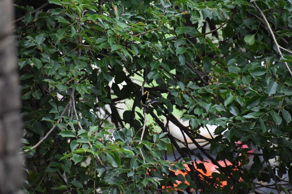 ノドグロミドリアメリカムシクイ - ML644777080