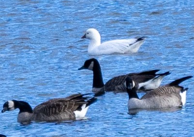 ヒメハクガン - ML644777081