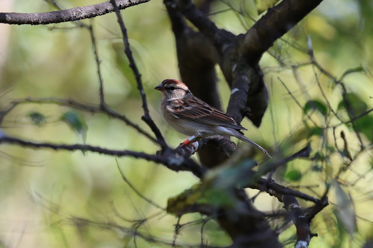 チャガシラヒメドリ - ML644777082