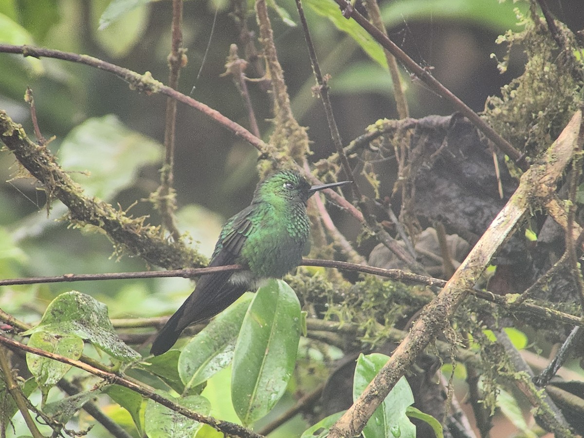 ミドリボウシテリハチドリ - ML644777083