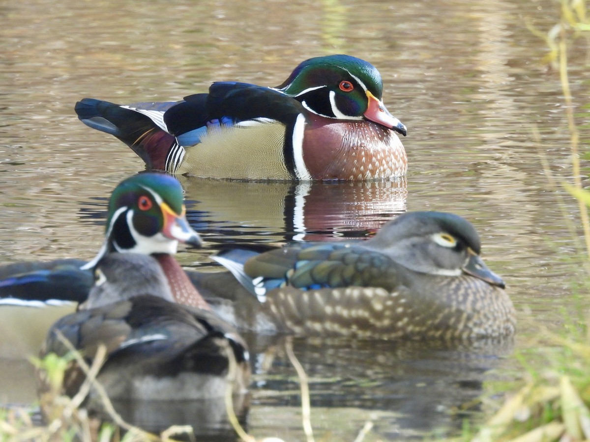 Wood Duck - ML644777084