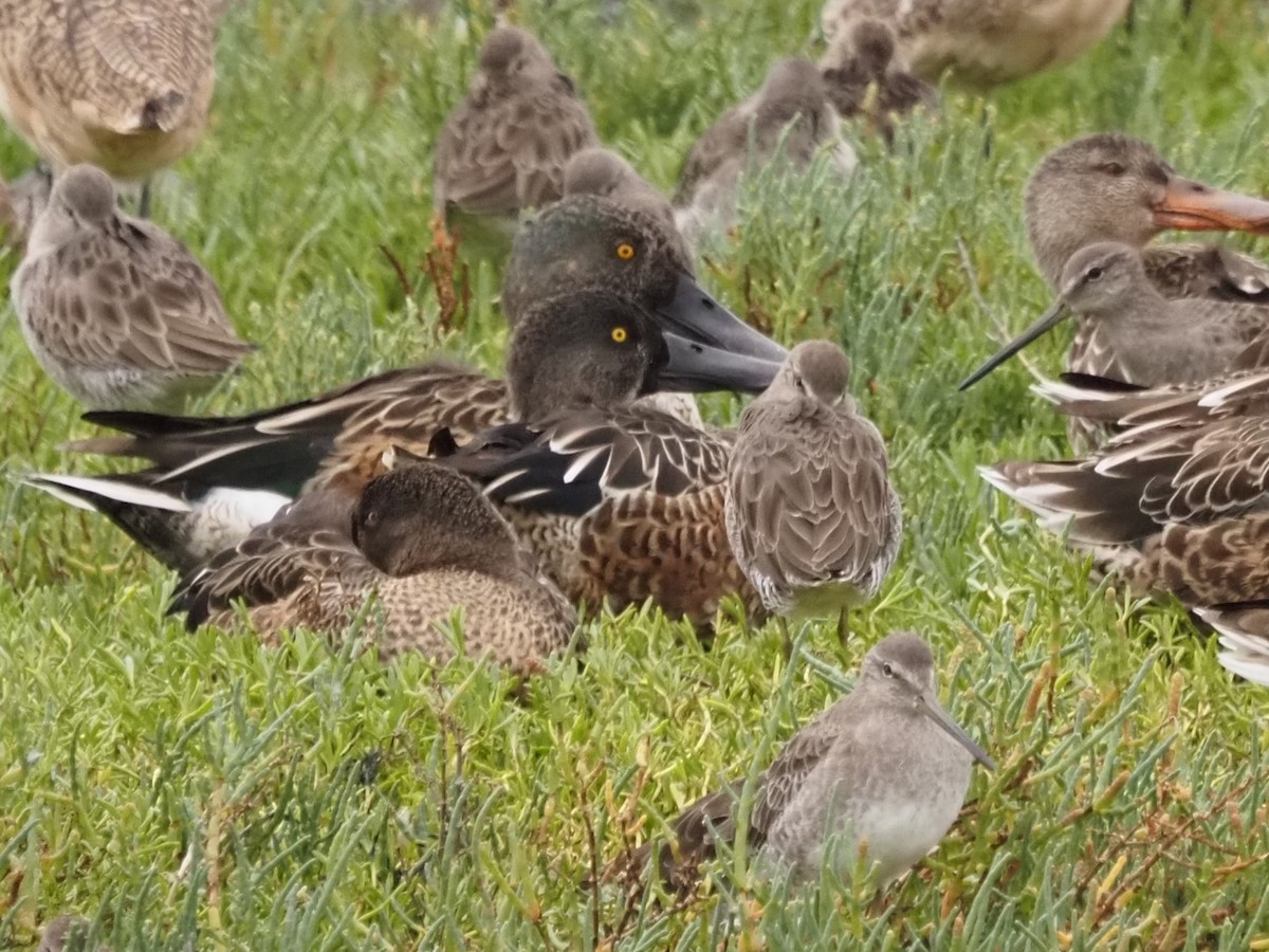 アメリカオオハシシギ／オオハシシギ - ML644777090