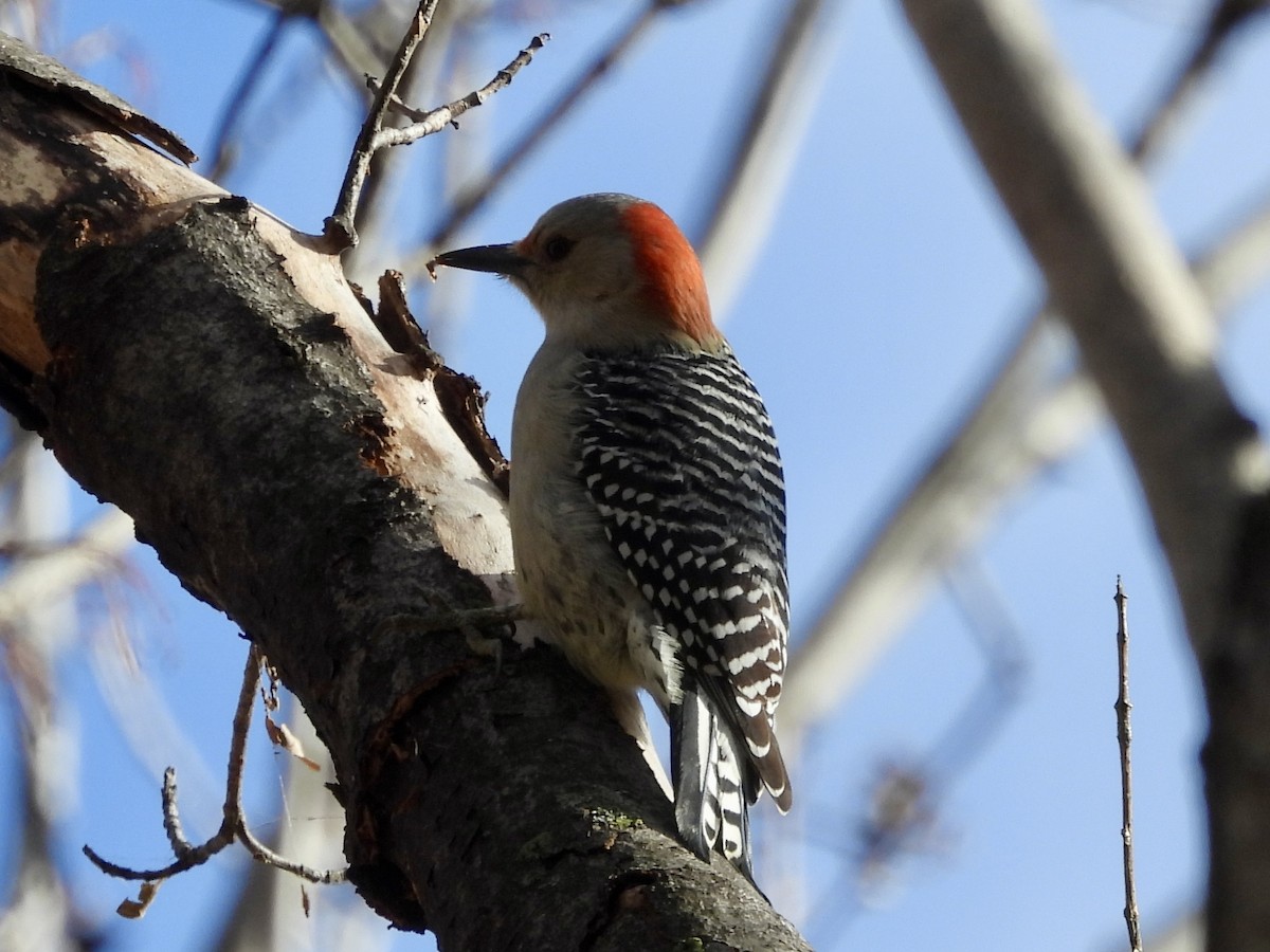 シマセゲラ - ML644777095