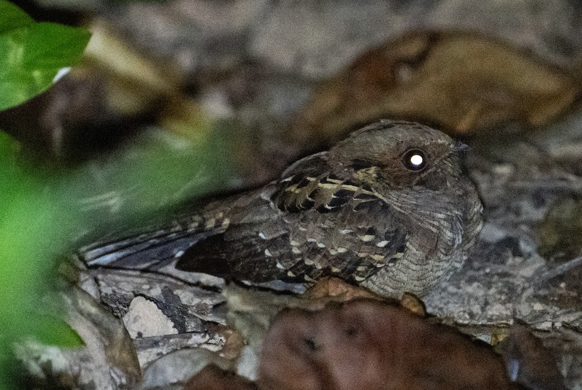 pauraquenattravn - ML644777106