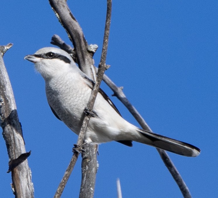 オオモズ - ML644777107