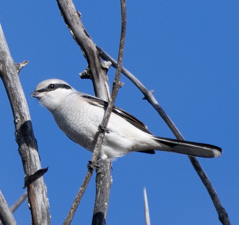 オオモズ - ML644777108