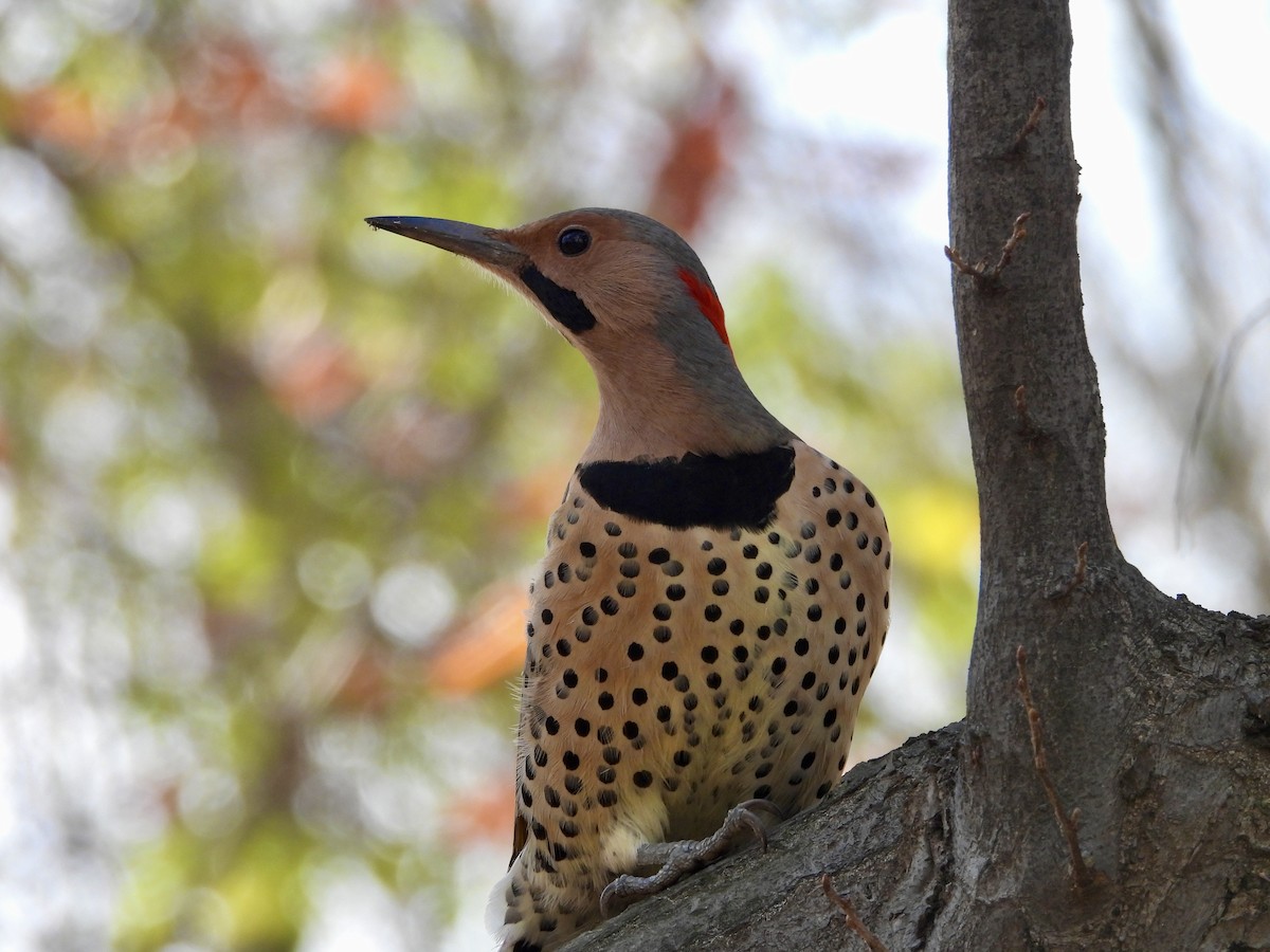 Northern Flicker - ML644777109