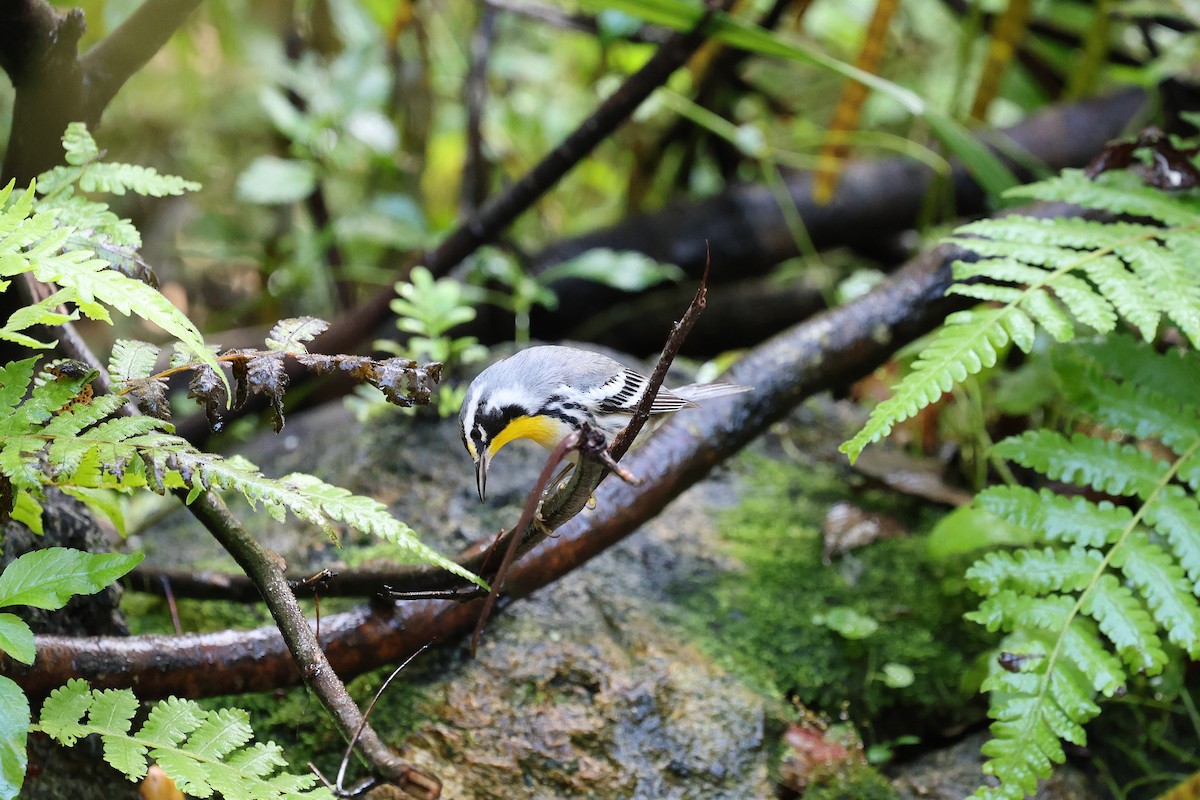 Goldkehl-Waldsänger - ML644777111