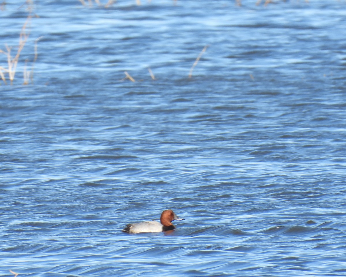 taffeland - ML644777112