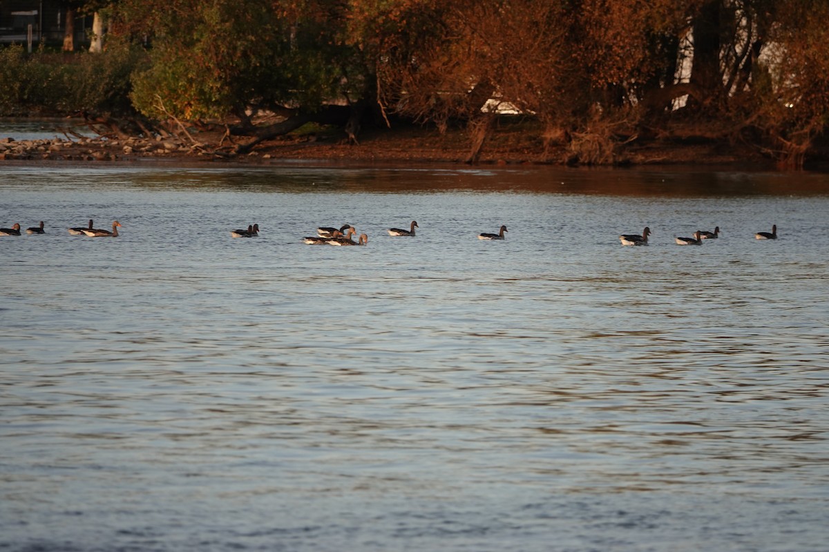 Graylag Goose - ML644777118