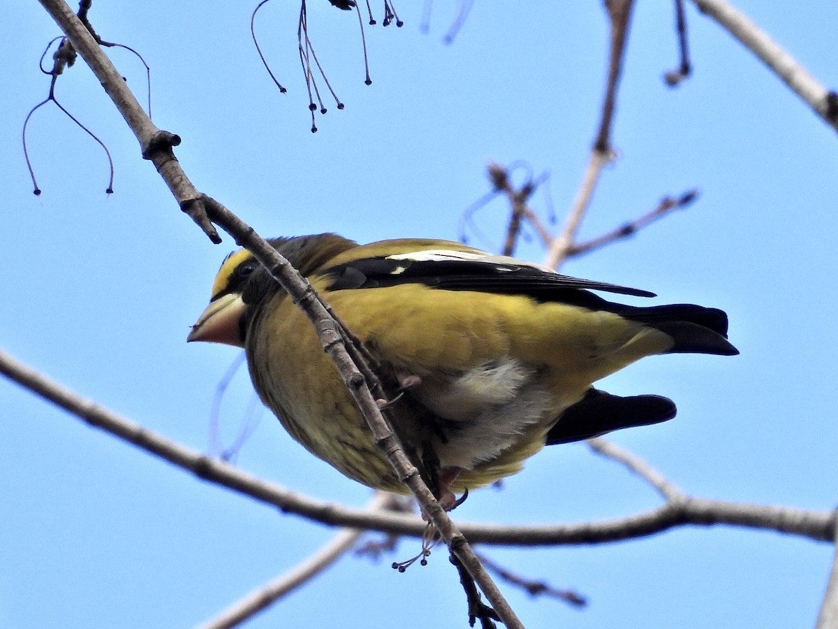 Evening Grosbeak - ML644777120