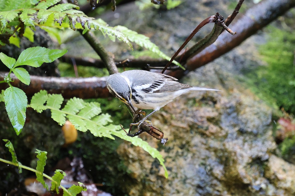 Goldkehl-Waldsänger - ML644777122