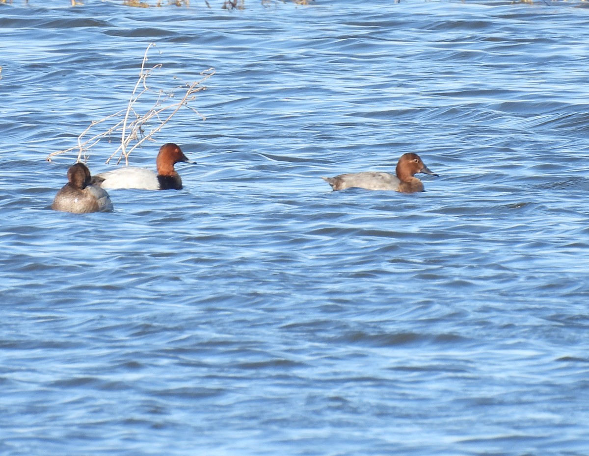 taffeland - ML644777127