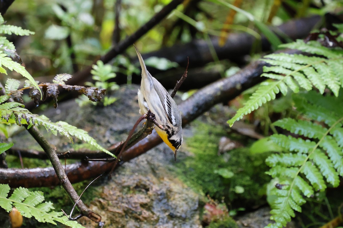 Goldkehl-Waldsänger - ML644777128